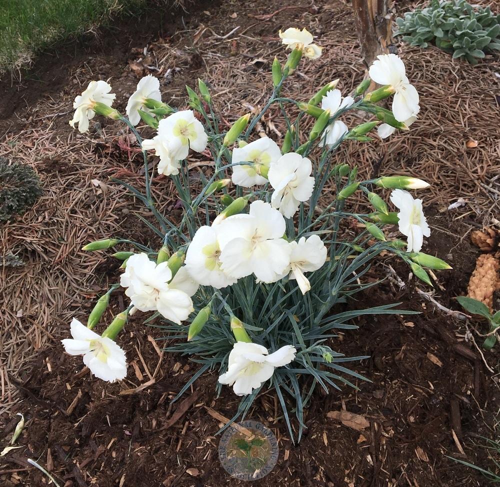 Photo of the entire plant of Dianthus American Pie™ Key Lime Pie posted