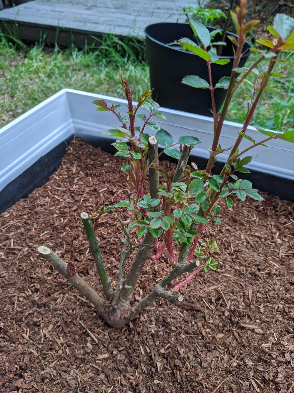 Advice for My Newly Planted Bare Root Rose in the Roses forum