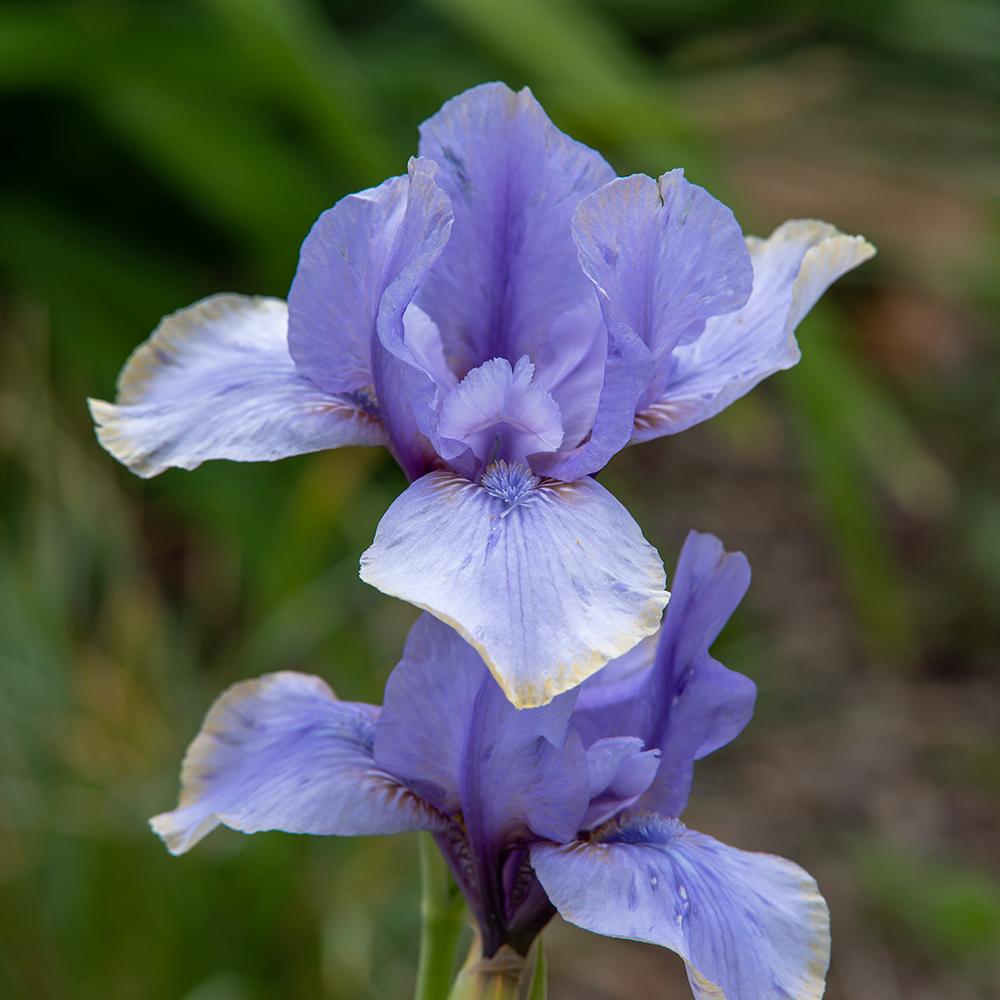 Arilbred Iris (Iris 'Patriot's Gem') in the Irises Database