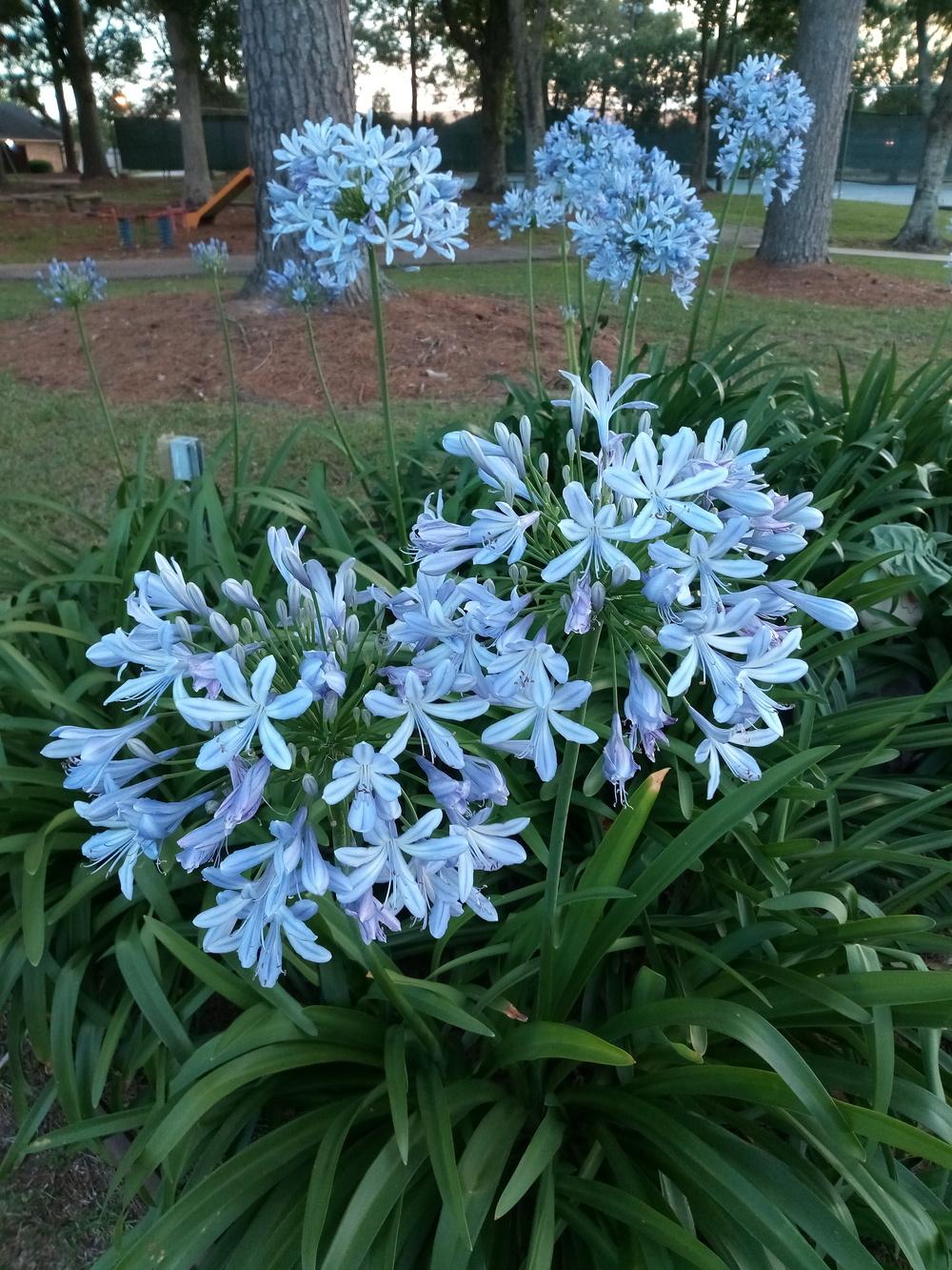 Agapanthus Plant Care and Collection of Varieties