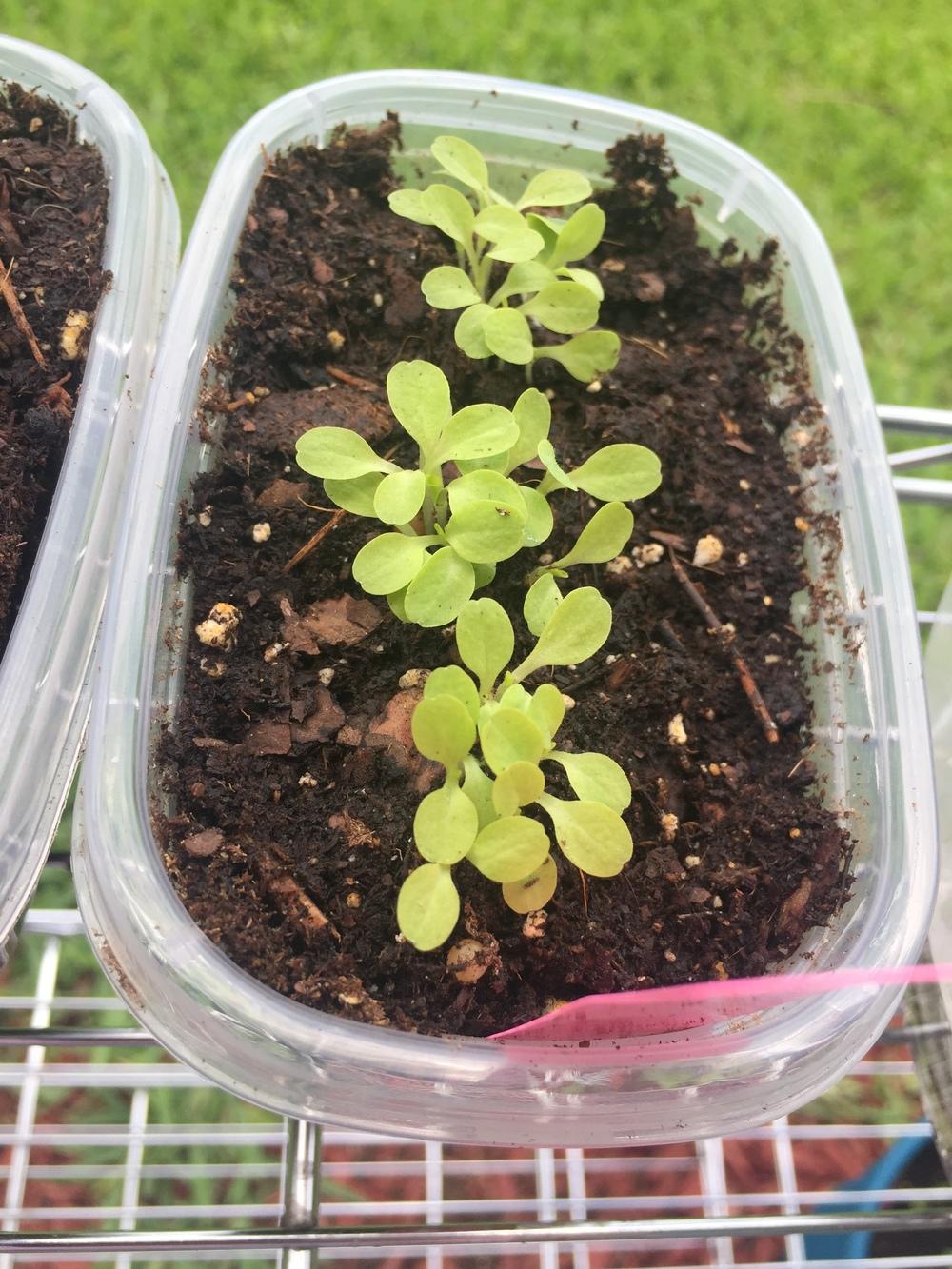 Lettuce seedlings yellowing in the Ask a Question forum