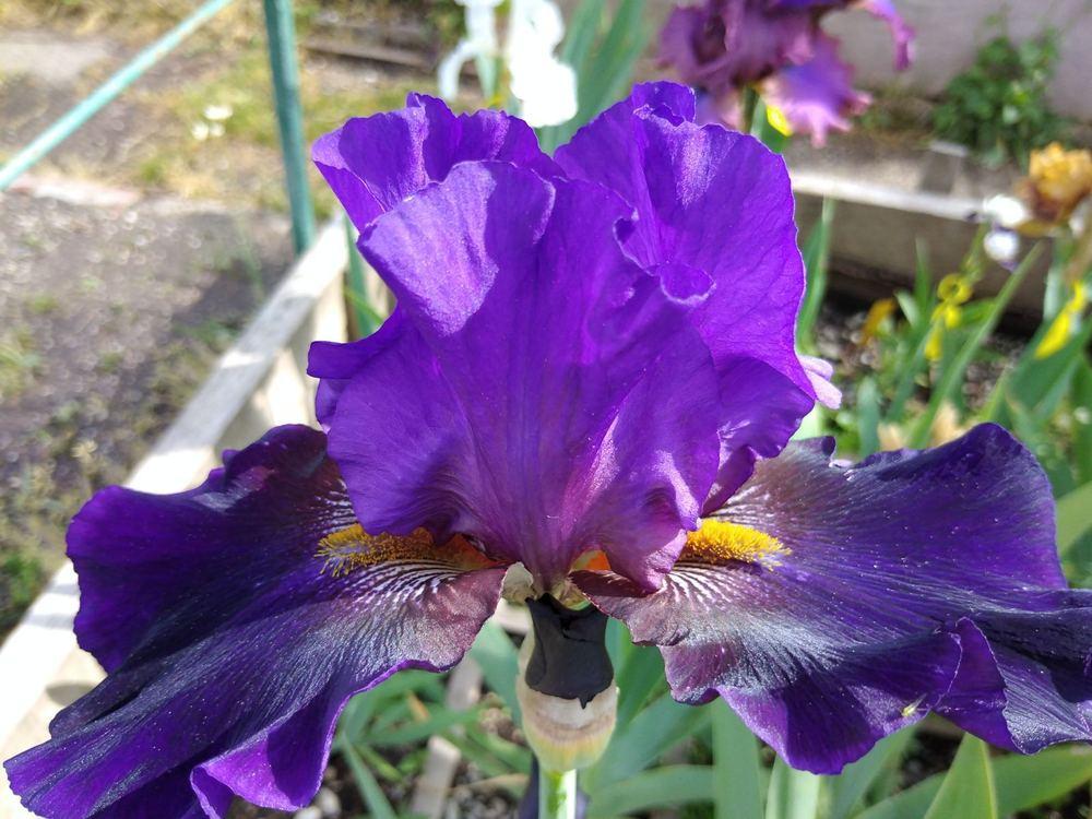 Photo of the bloom of Tall Bearded Iris (Iris 'Dark Freeze') posted by