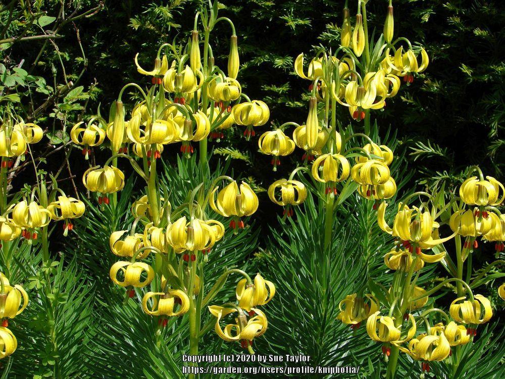 Lilies Plant Care and Collection of Varieties