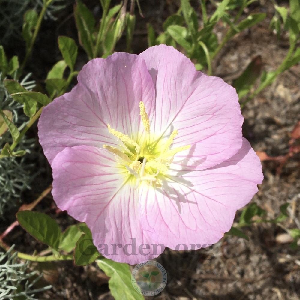 Mexican Evening Primrose (Oenothera speciosa 'Rosea') in the Oenotheras