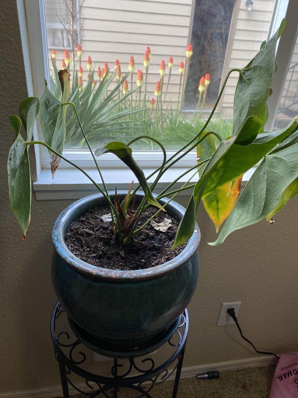 Dying Flamingo Flower in the Ask a Question forum