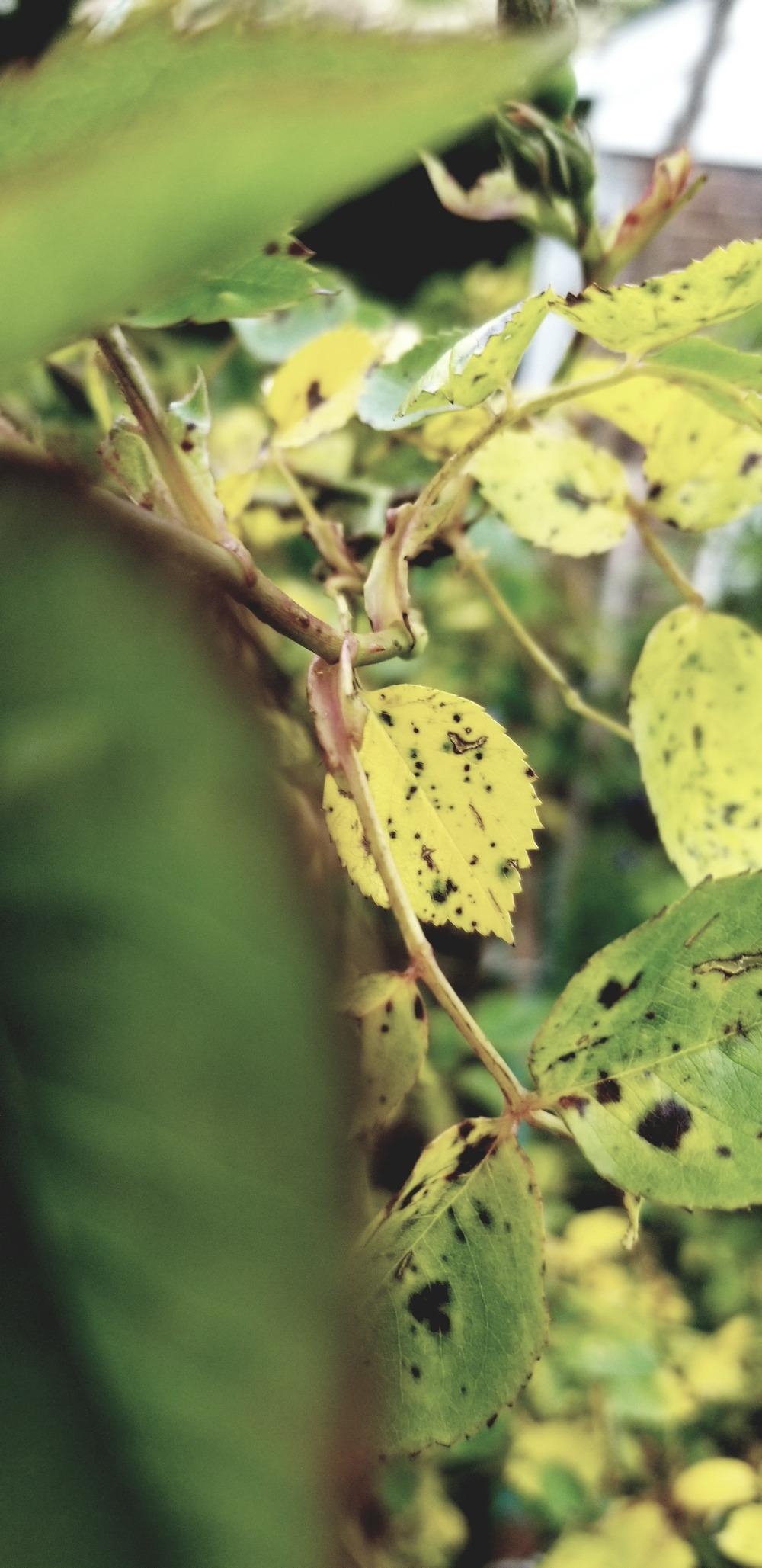 Common Rose Diseases in Common Rose Diseases