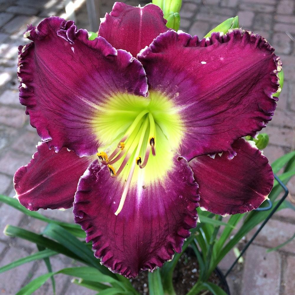 Photo of the bloom of Daylily (Hemerocallis 'Broken Chains') posted by