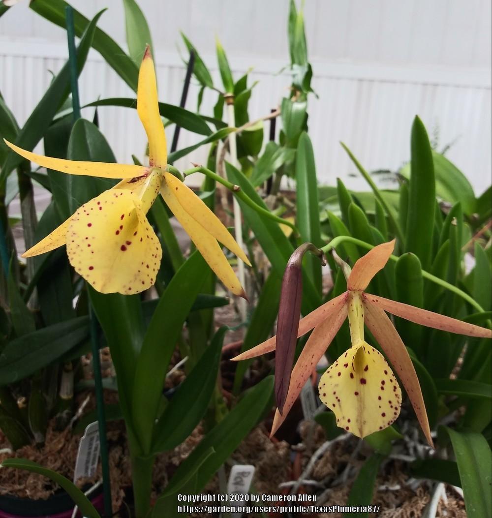 Orchid (Brassocattleya Yellow Bird) - Garden.org