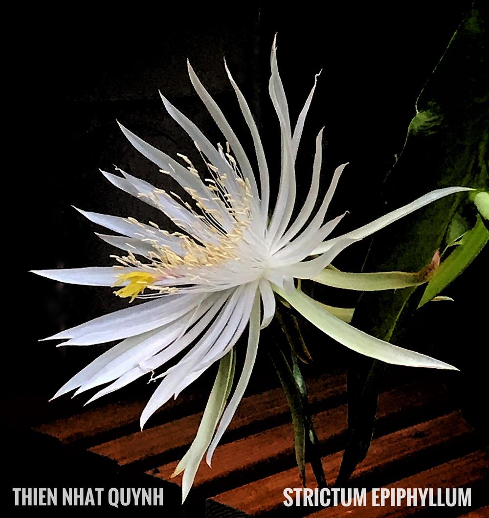 Epiphyllum Plant Care and Collection of Varieties