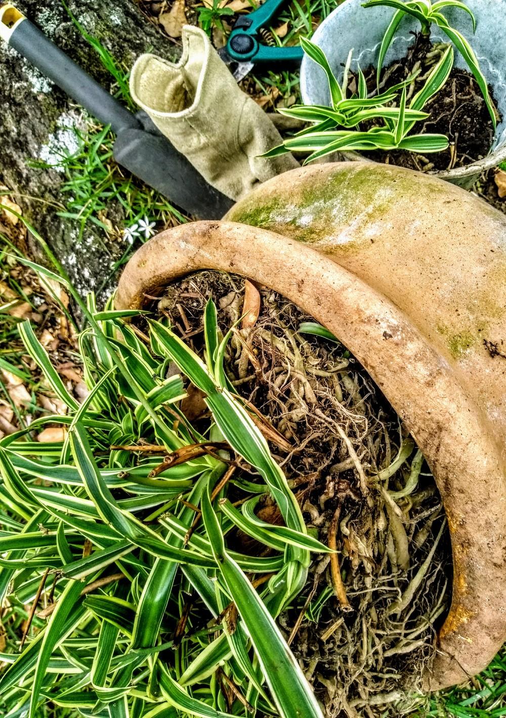 Repotting airplane or spider plant in the Ask a Question forum