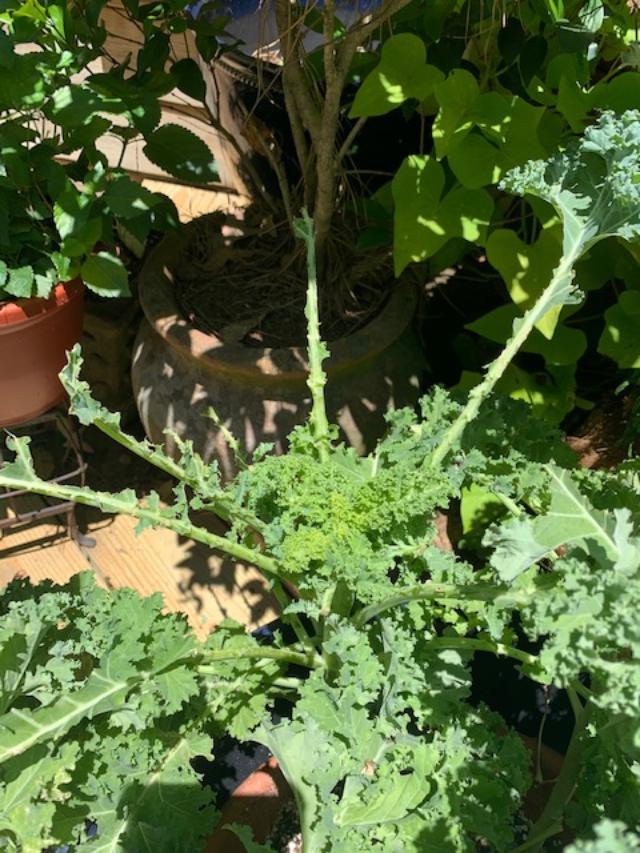 What's eating my Kale in the Ask a Question forum