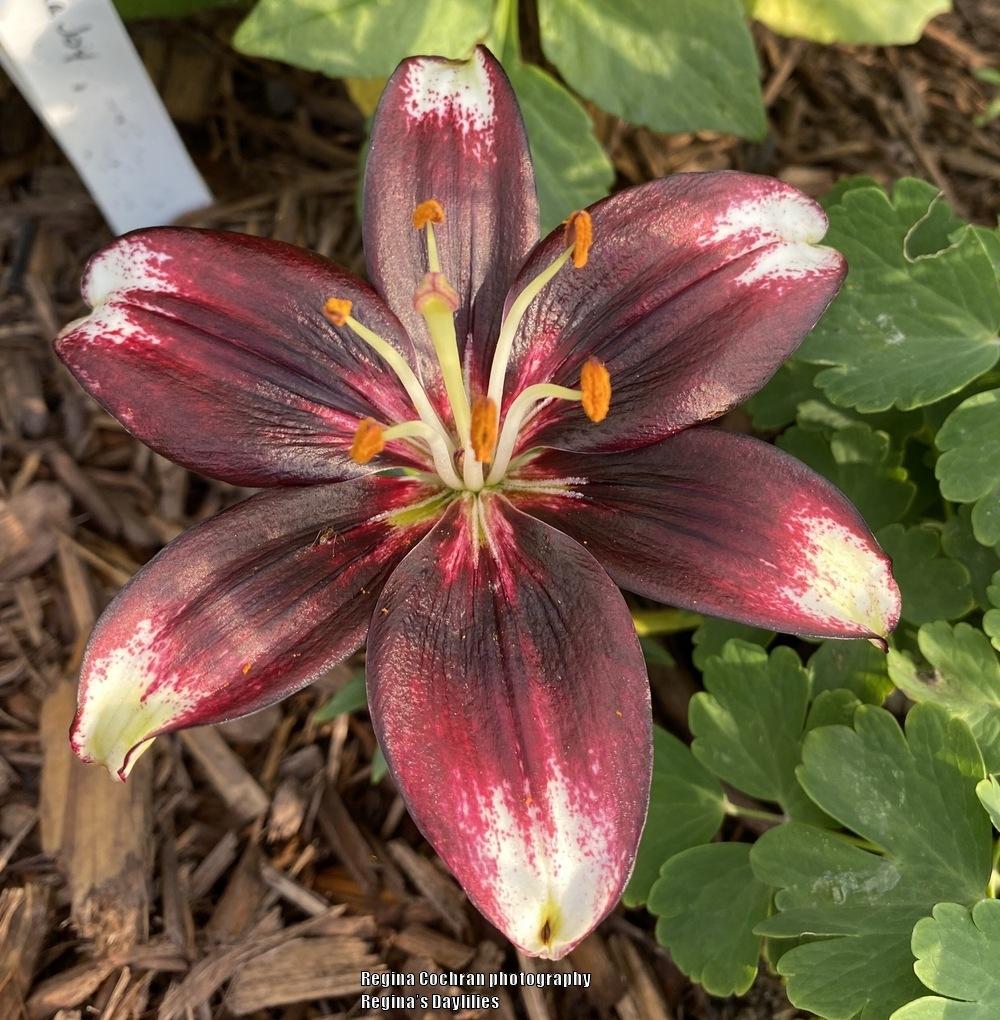 Lily (Lilium 'Panda Joy') in the Lilies Database