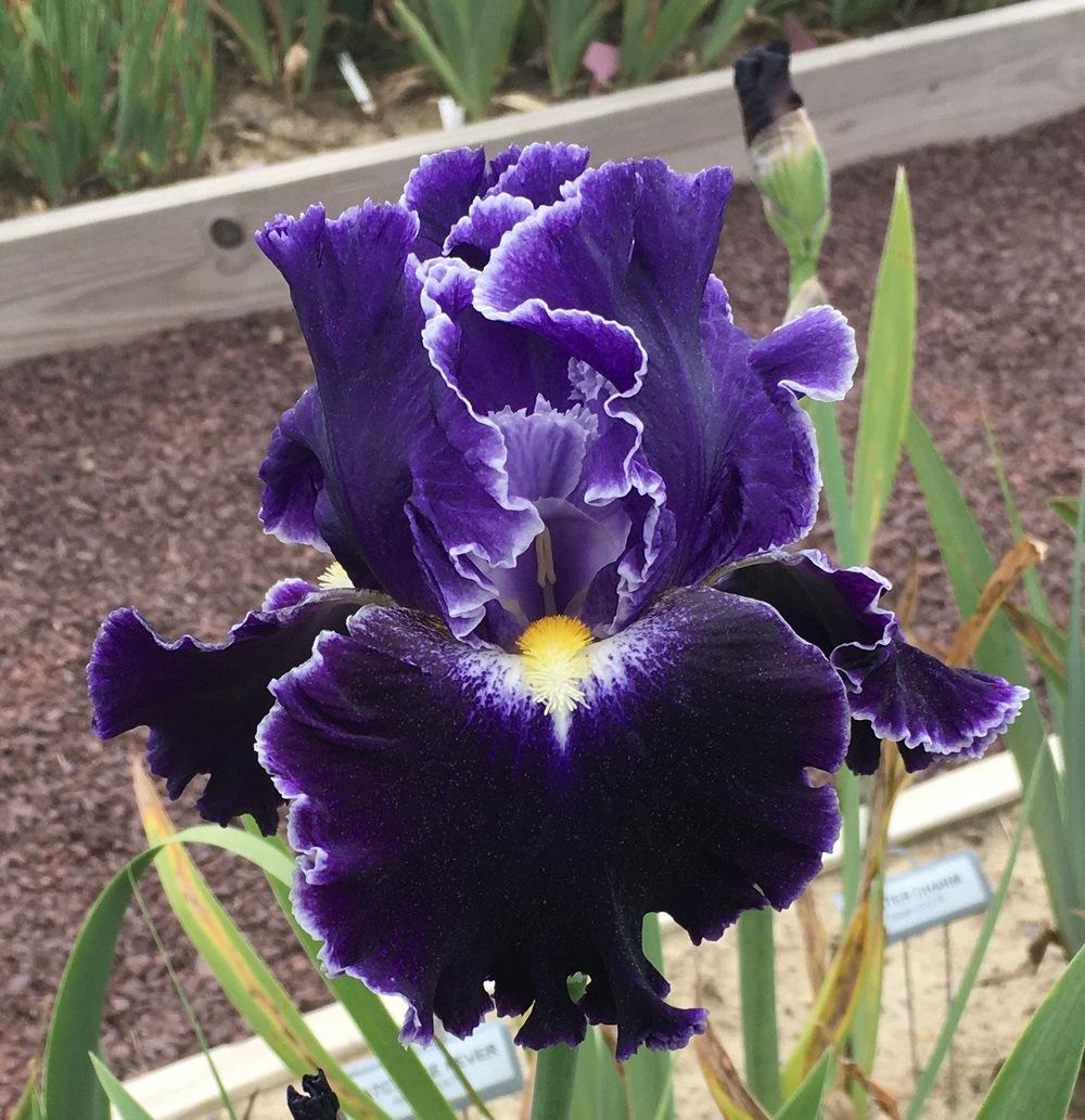 Photo of the bloom of Tall Bearded Iris (Iris 'Dark Universe') posted