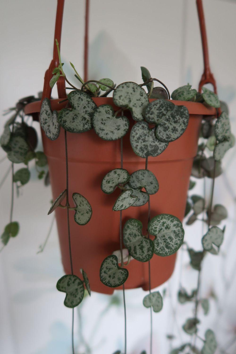 Ask A Question Forum String Of Hearts Curling Leaves Garden Org