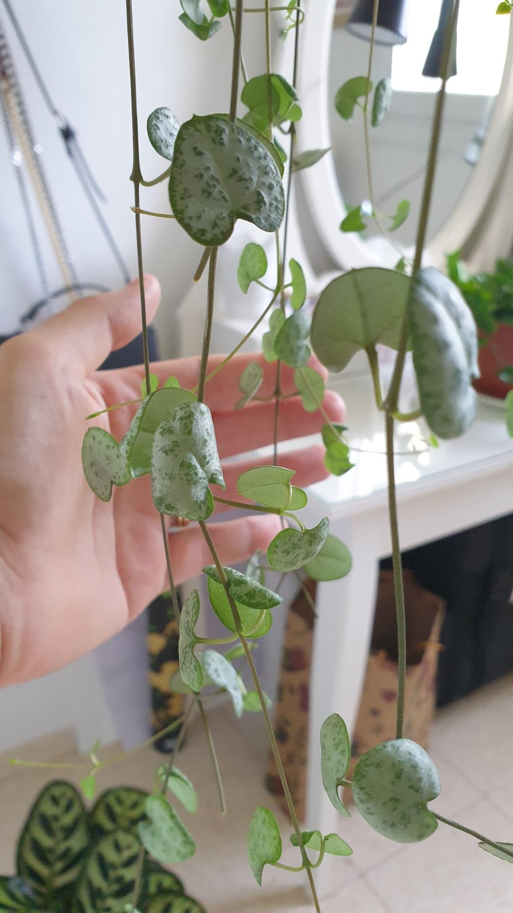 Ask A Question Forum String Of Hearts Curling Leaves Garden Org