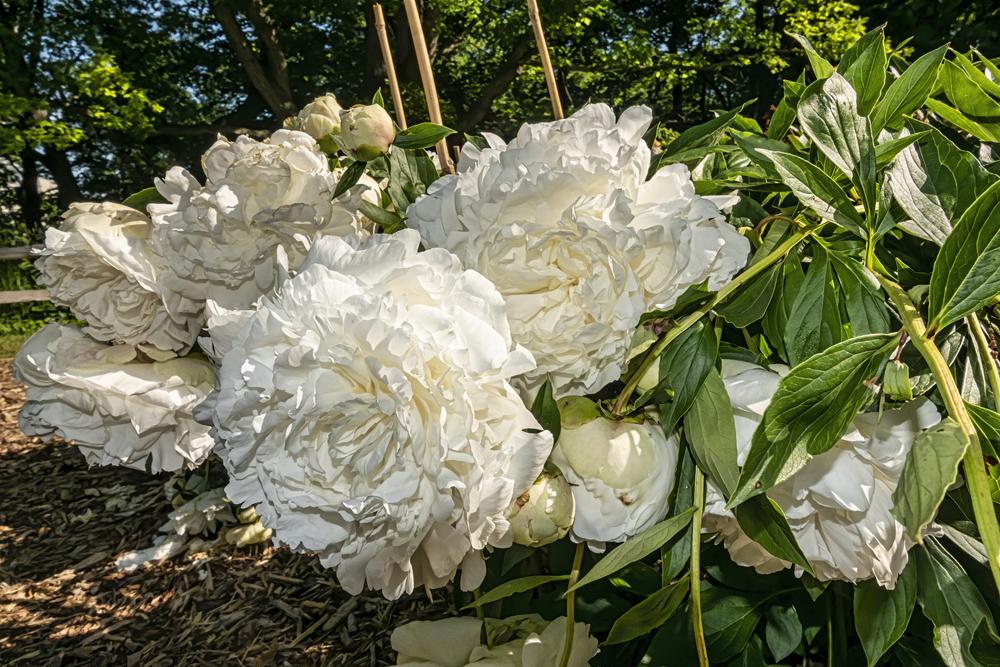 Peony (Paeonia lactiflora 'Ann Cousins') in the Peonies Database