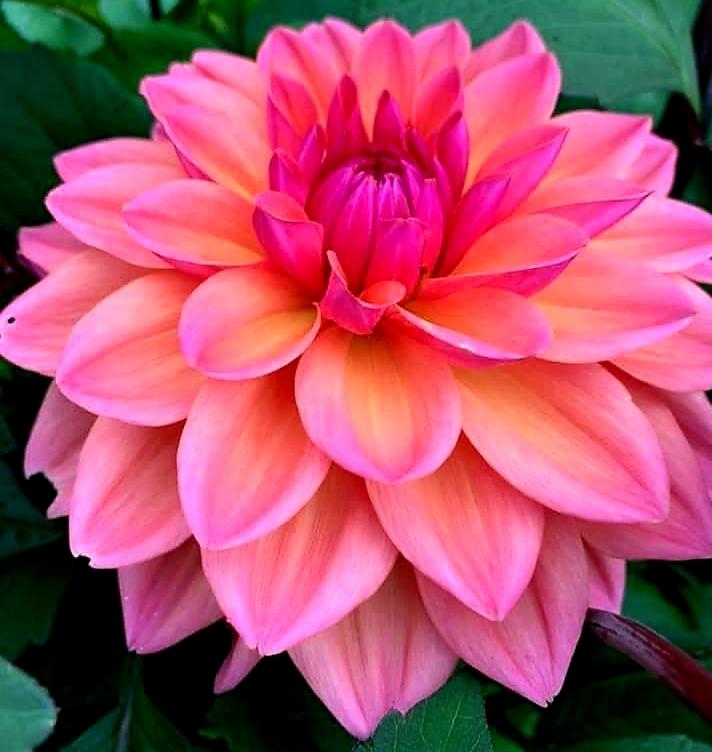 Photo of the bloom of Dahlia &lsquo;Pink Suffusion&rsquo; posted by gwhizz - Garden.org