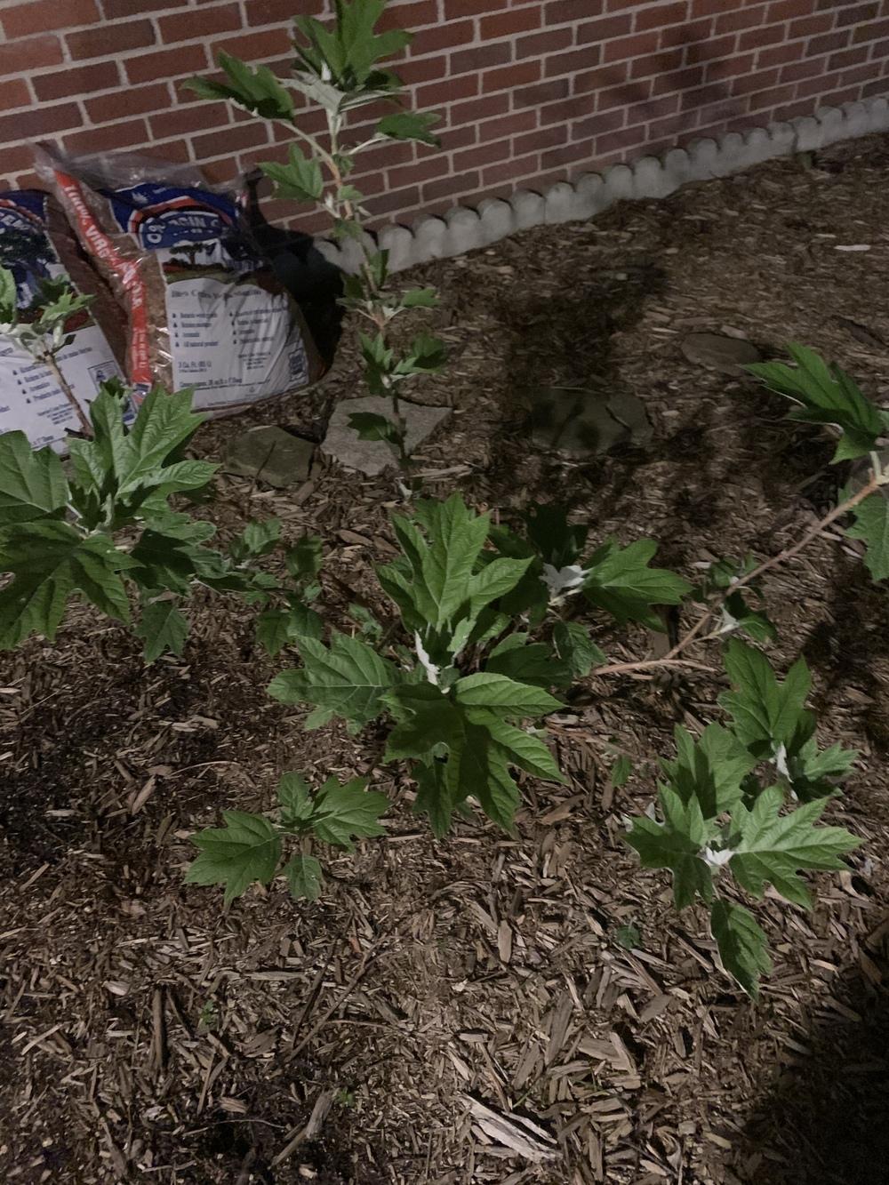 Oak leaf hydrangea not blooming! in the Ask a Question forum
