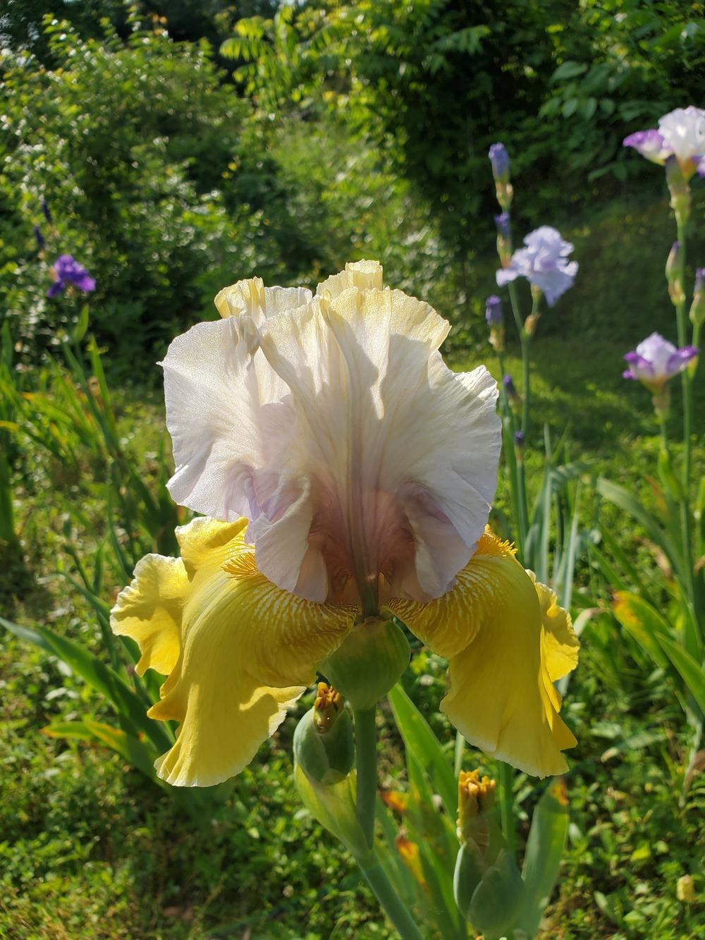 Tall Bearded Iris (Iris 'Wonderful To See') in the Irises Database