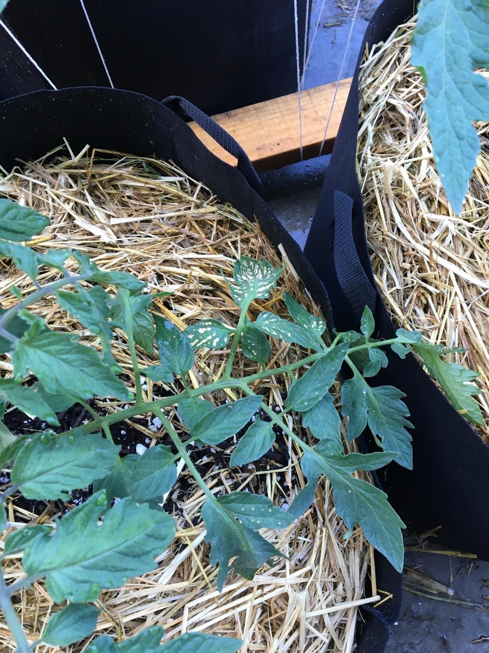 Tomato leaves burnt. Disease, fertilizer burn, or both? in the Ask a