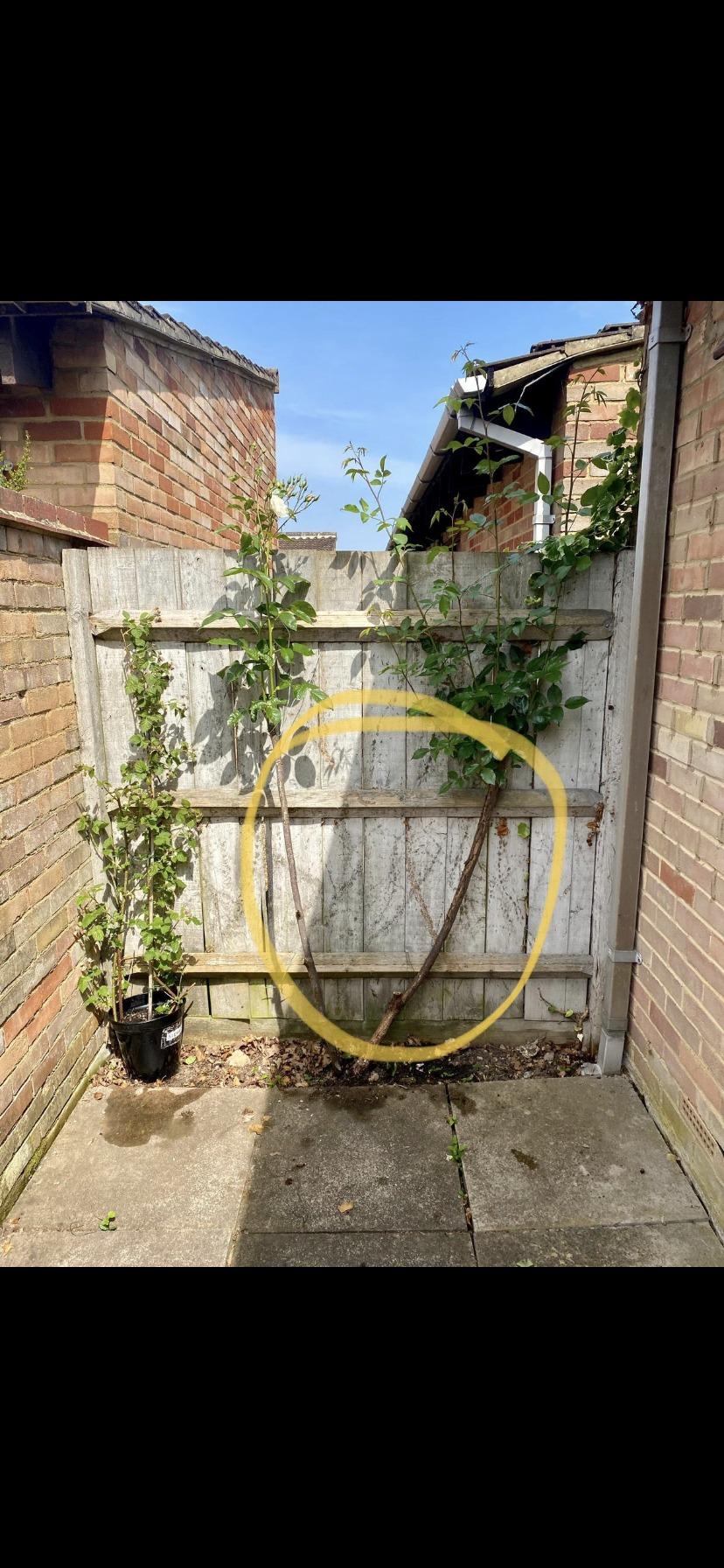 Leggy Rose in the Roses forum