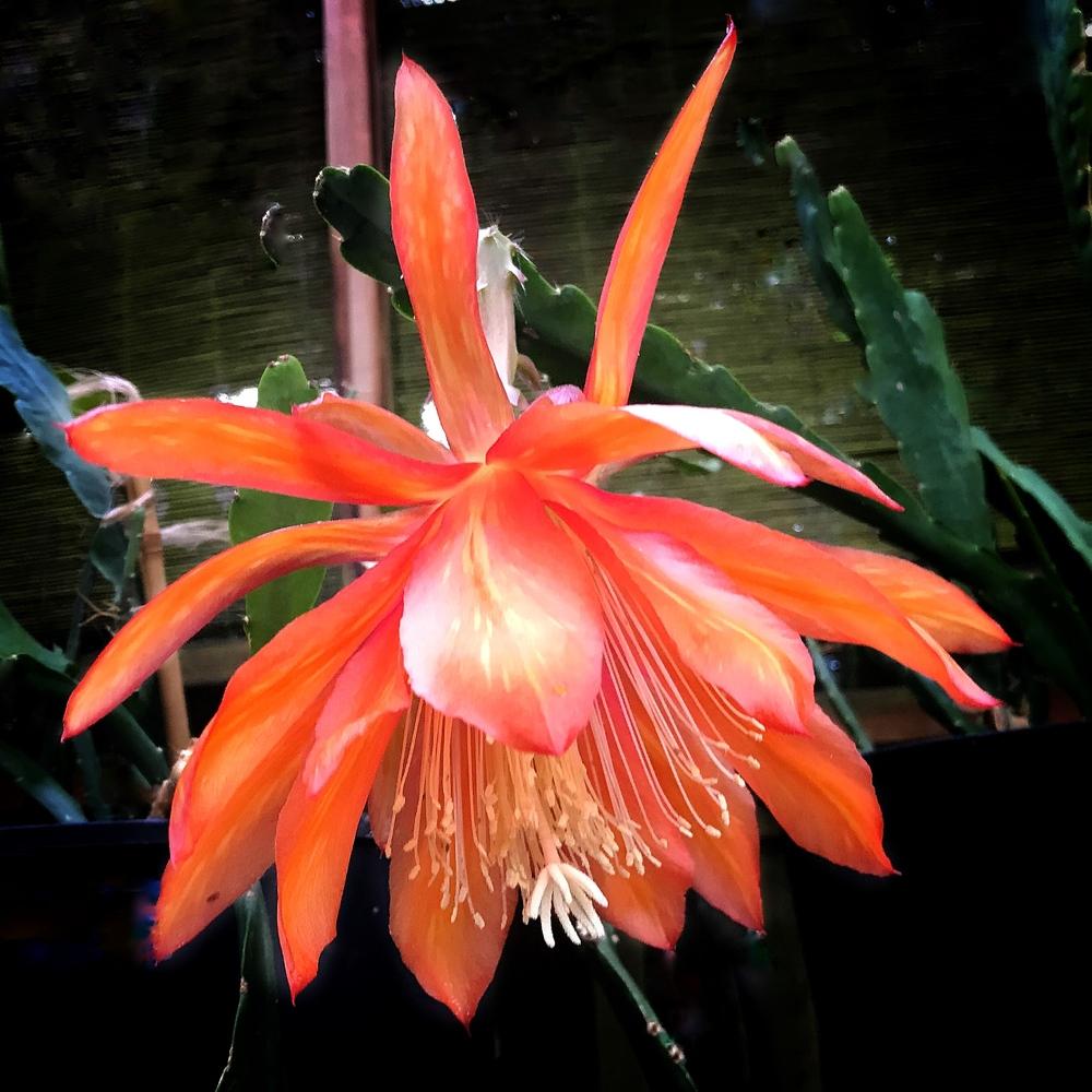 Epiphyllum Plant Care and Collection of Varieties