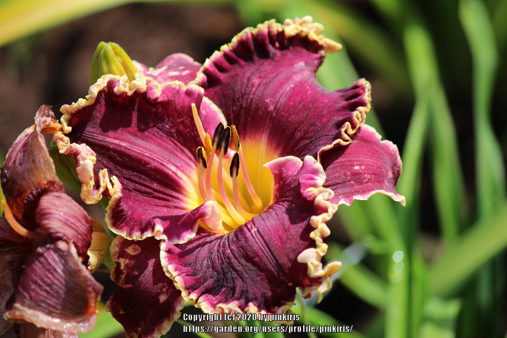 Daylily (Hemerocallis 'Pod King') in the Daylilies Database