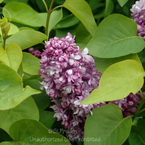 Common Lilac (Syringa vulgaris 'Mrs. Edward Harding') in the Lilacs