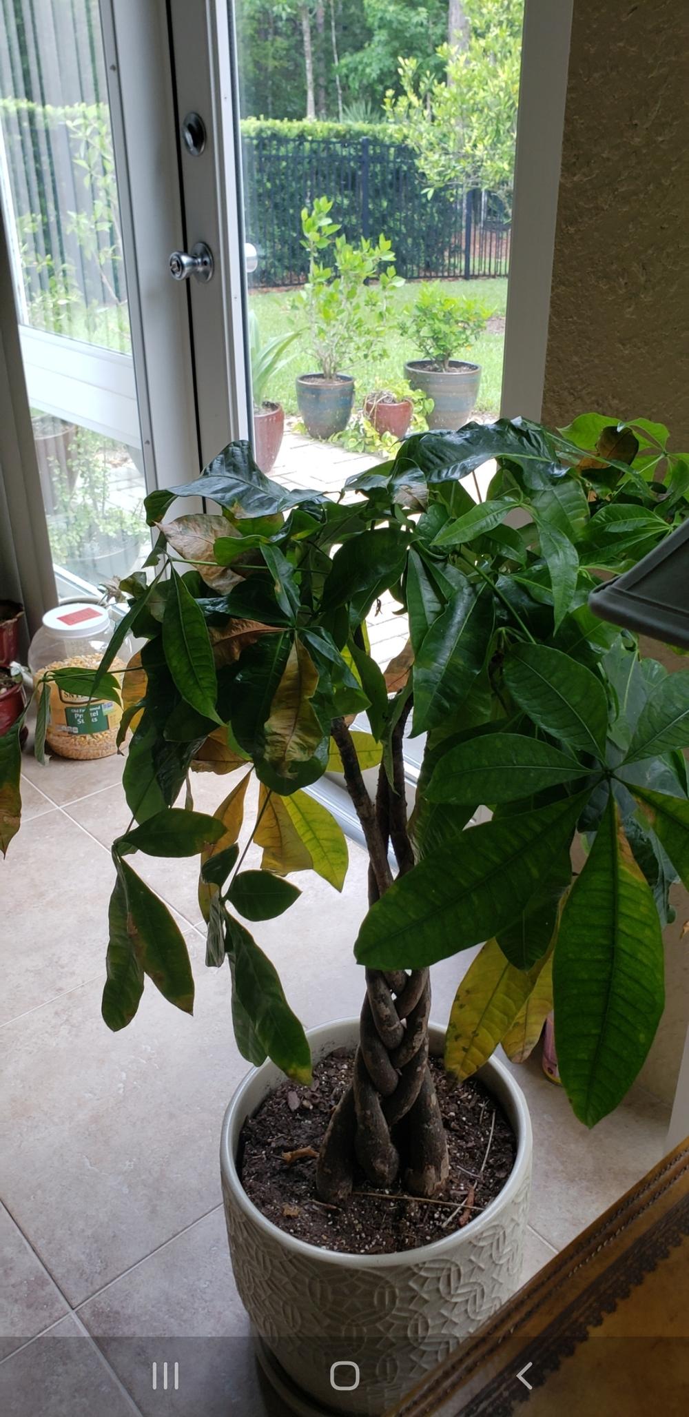 Help Sick Money Tree in the Pests and Diseases forum