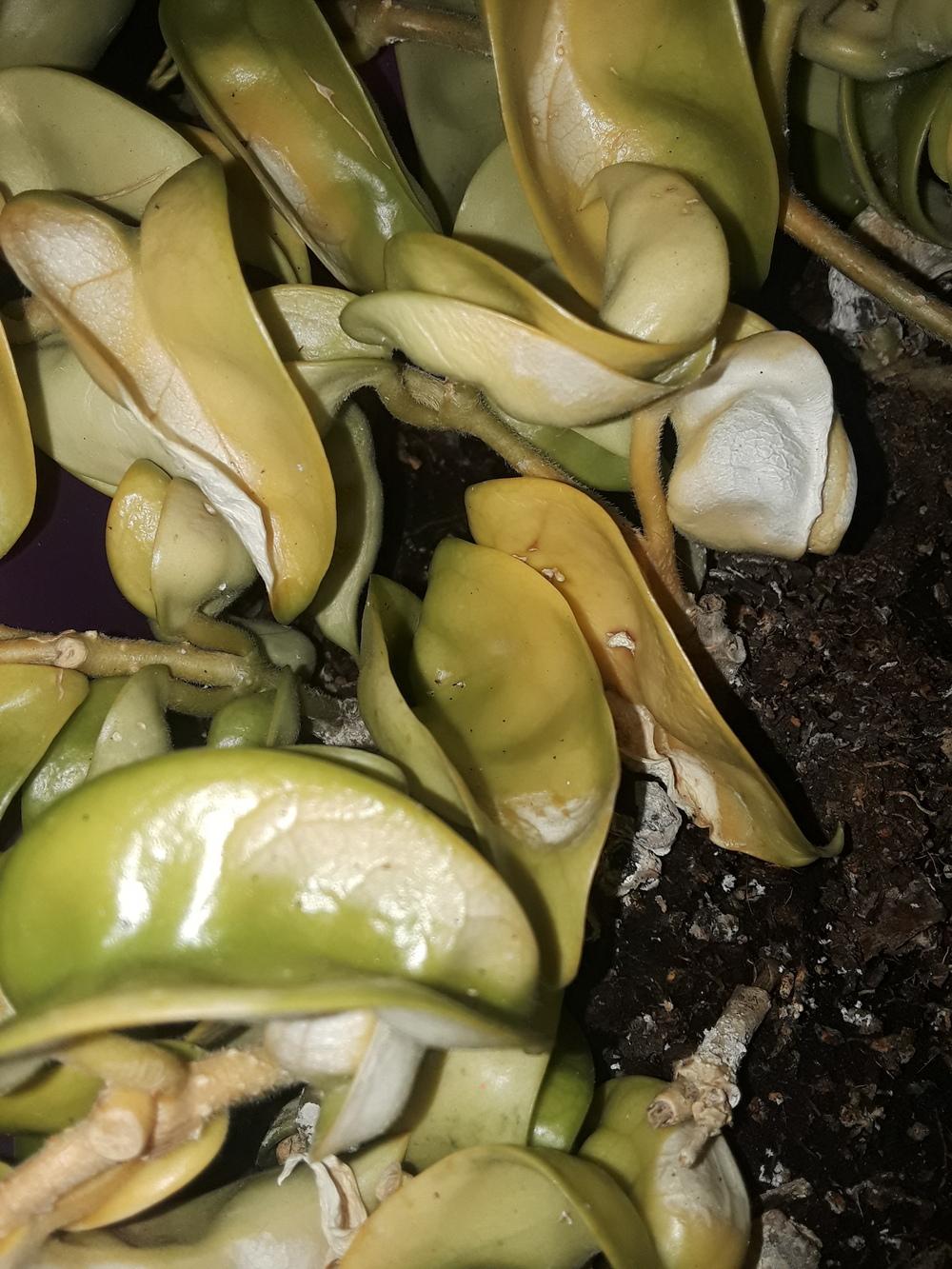 Hoya Carnosa dying in the Ask a Question forum