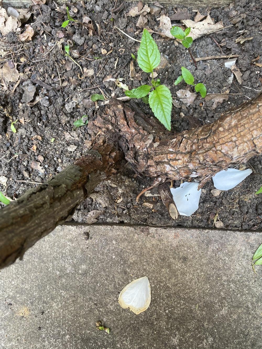 Leggy Rose in the Roses forum