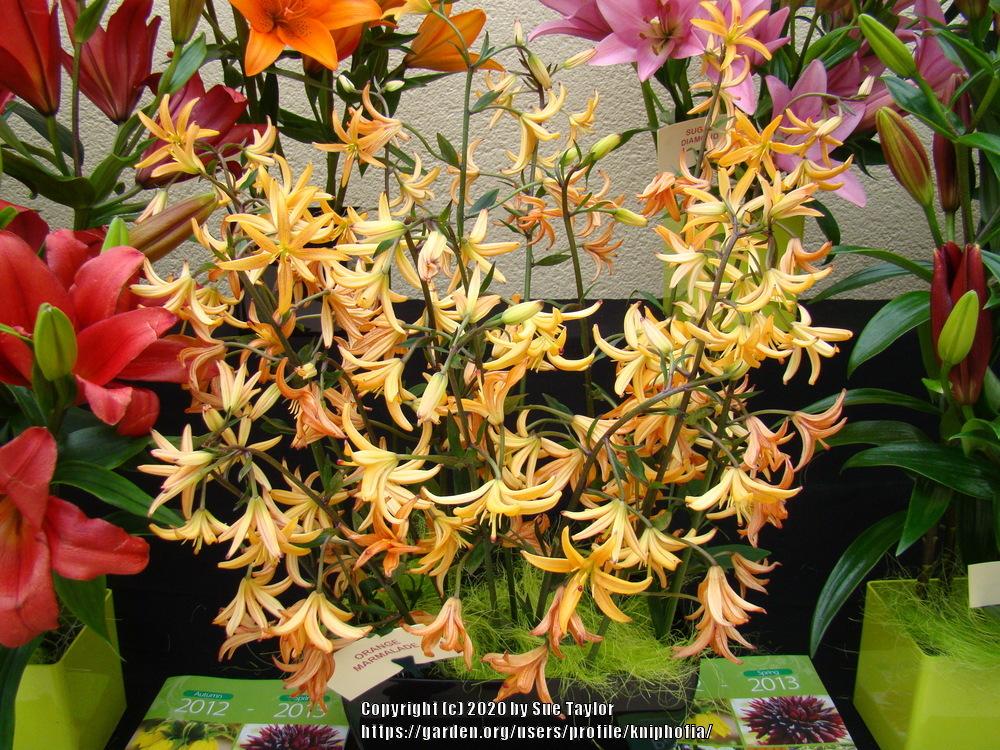 Lily (Lilium 'Orange Marmalade') in the Lilies Database