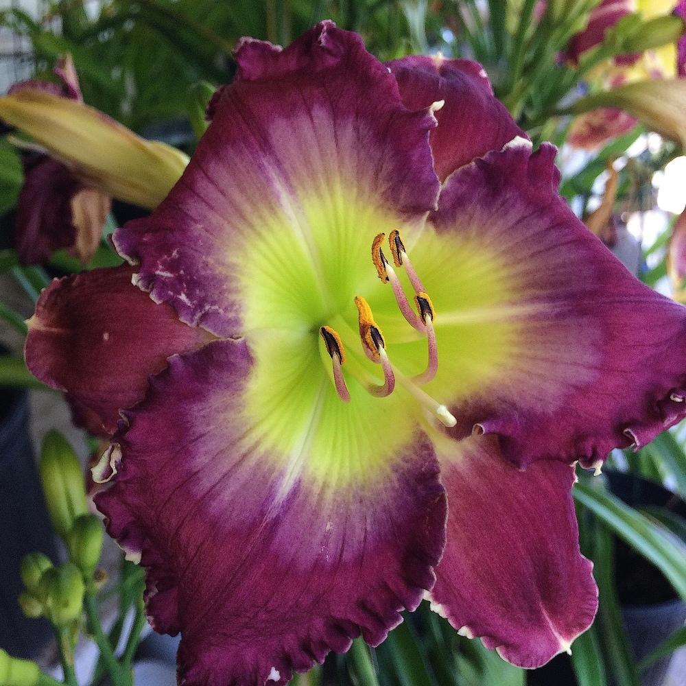 Photo of the bloom of Daylily (Hemerocallis 'Broken Chains') posted by