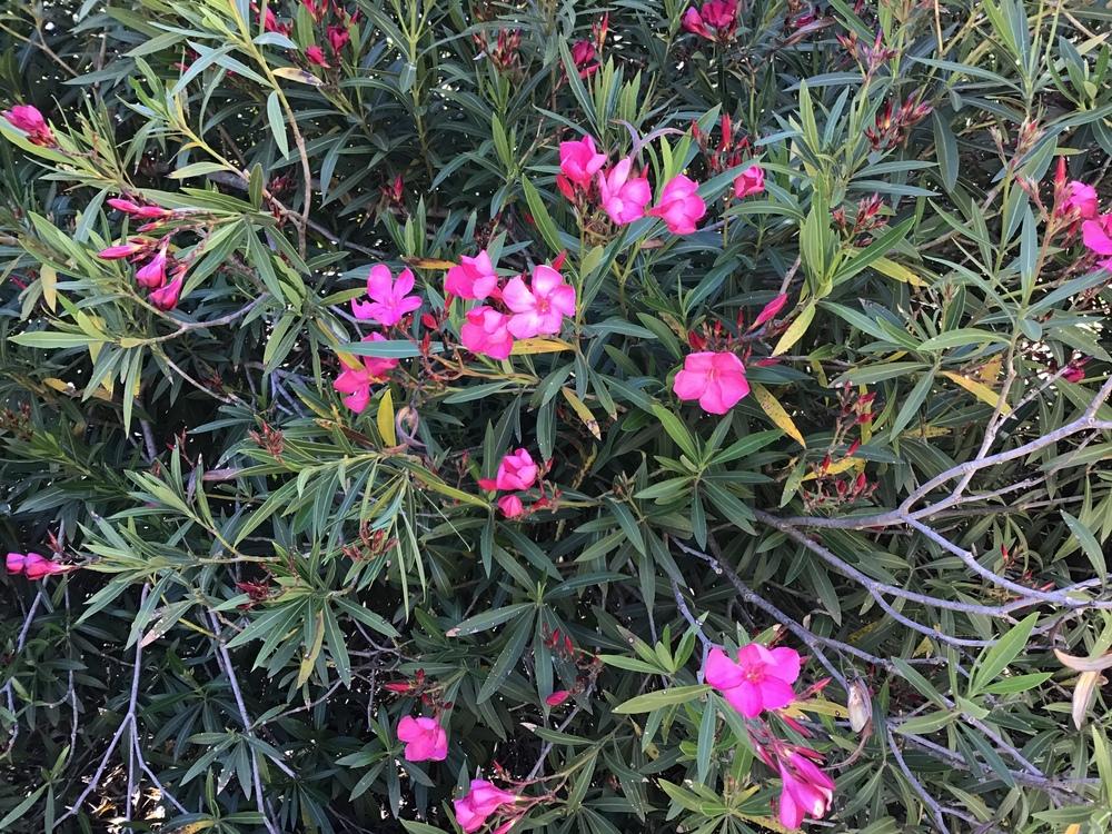 Oleanders Plant Care and Collection of Varieties