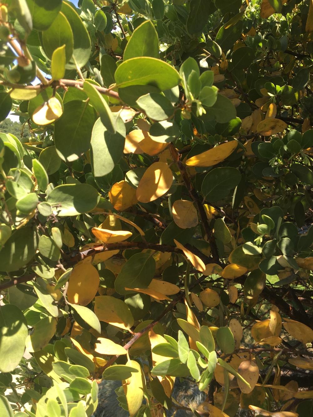 Brown leaves on Dr. Hurd Manzanita in the Ask a Question forum