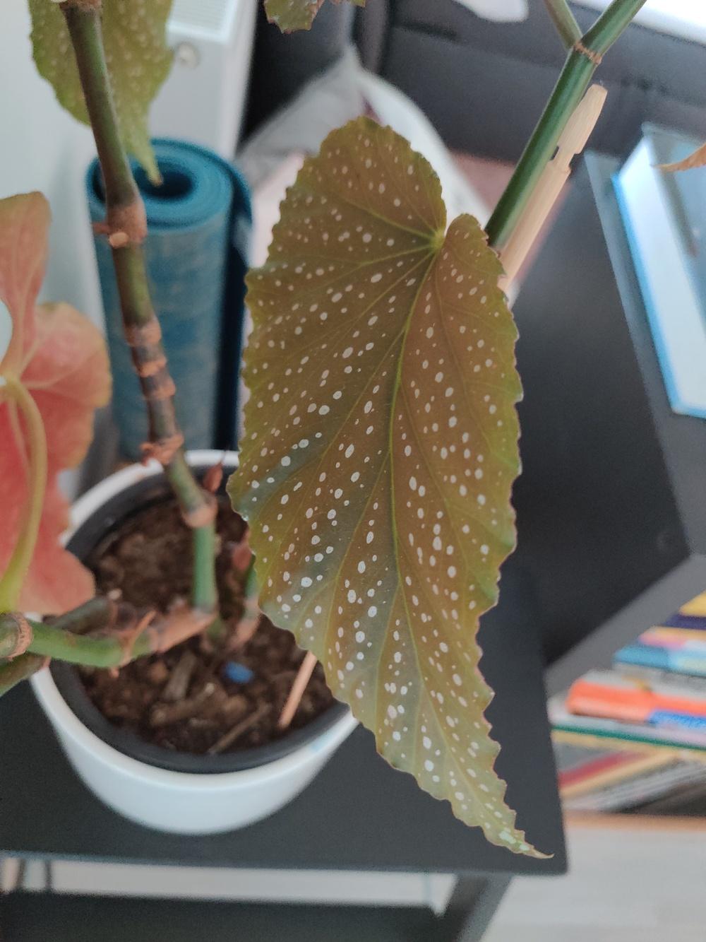 General care questions about Begonia Corallina in the Ask a Question