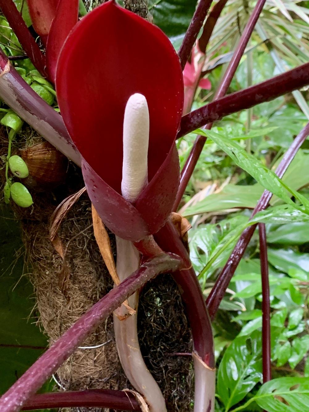 Philodendron 'King of Spades' in the Philodendrons Database - Garden.org