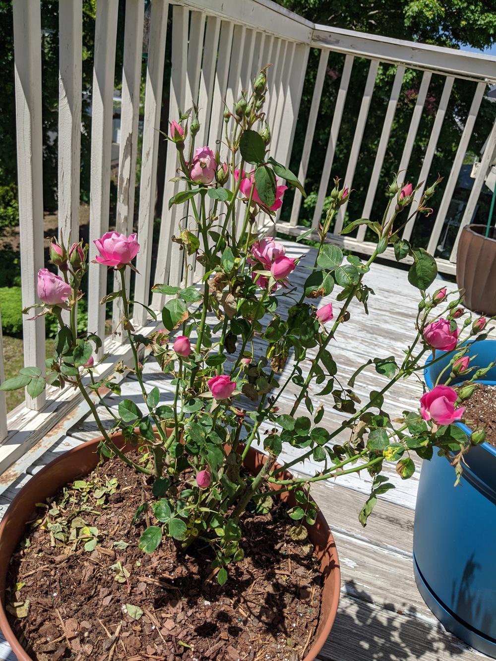 New Container Rose Already Dying in the Roses forum