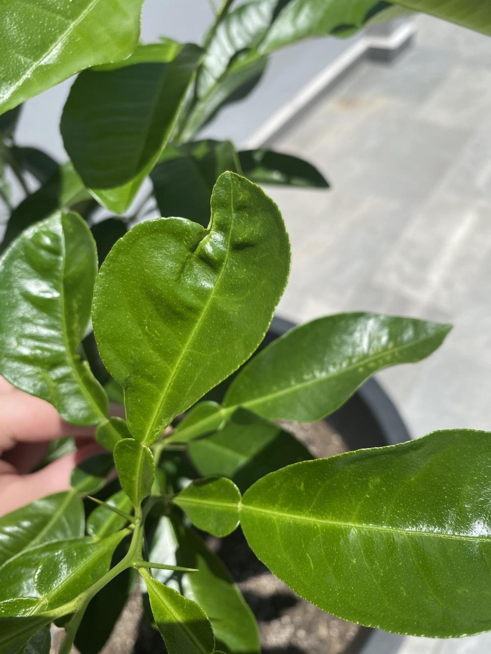 Ask A Question Forum Citrus Tree Plant Id Some Leaves Curling Garden Org