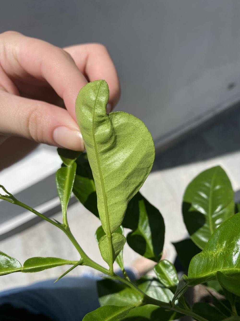 Ask A Question Forum Citrus Tree Plant Id Some Leaves Curling Garden Org