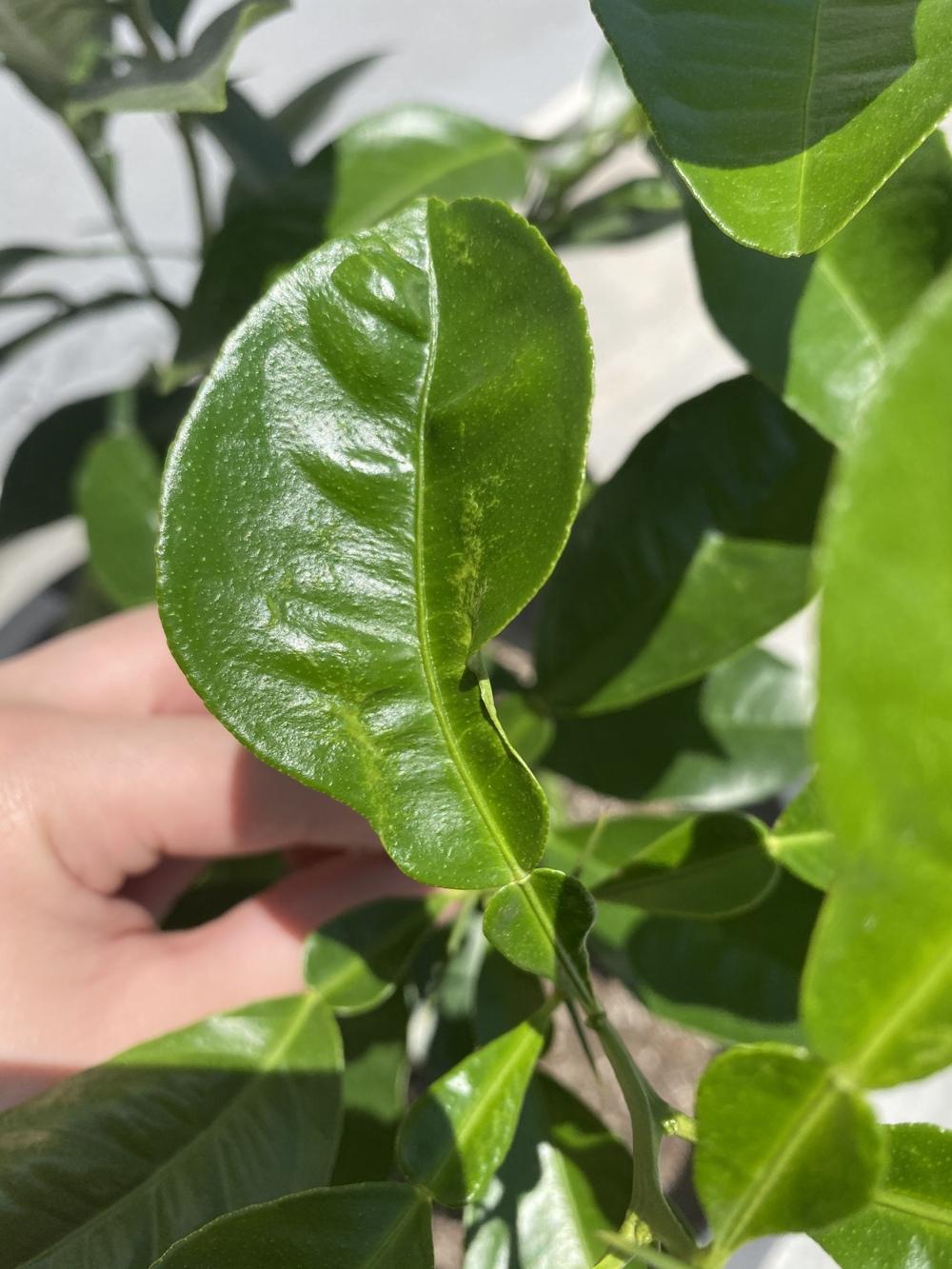 Ask A Question Forum Citrus Tree Plant Id Some Leaves Curling Garden Org