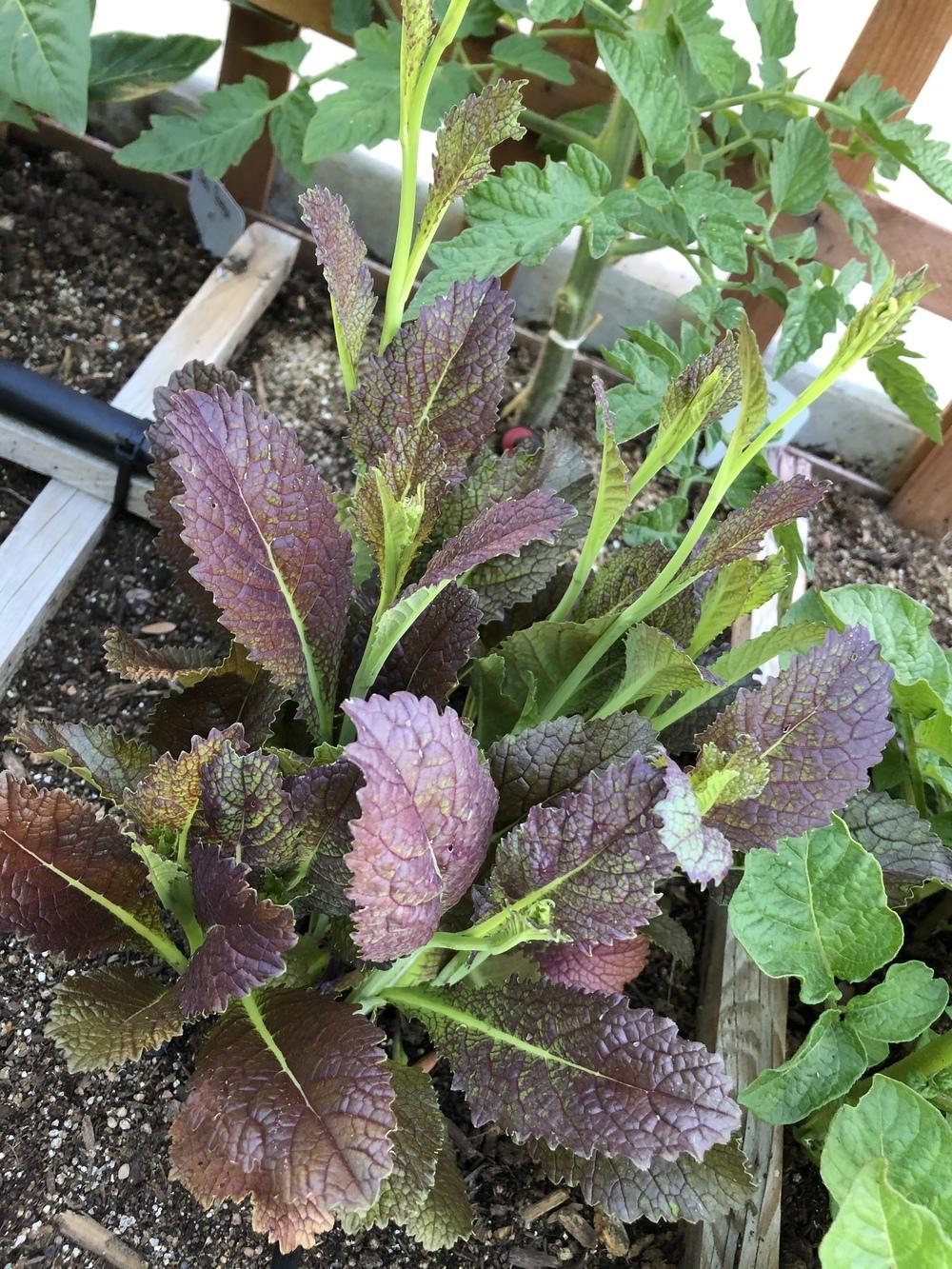 Mustard greens, bolting? in the Ask a Question forum