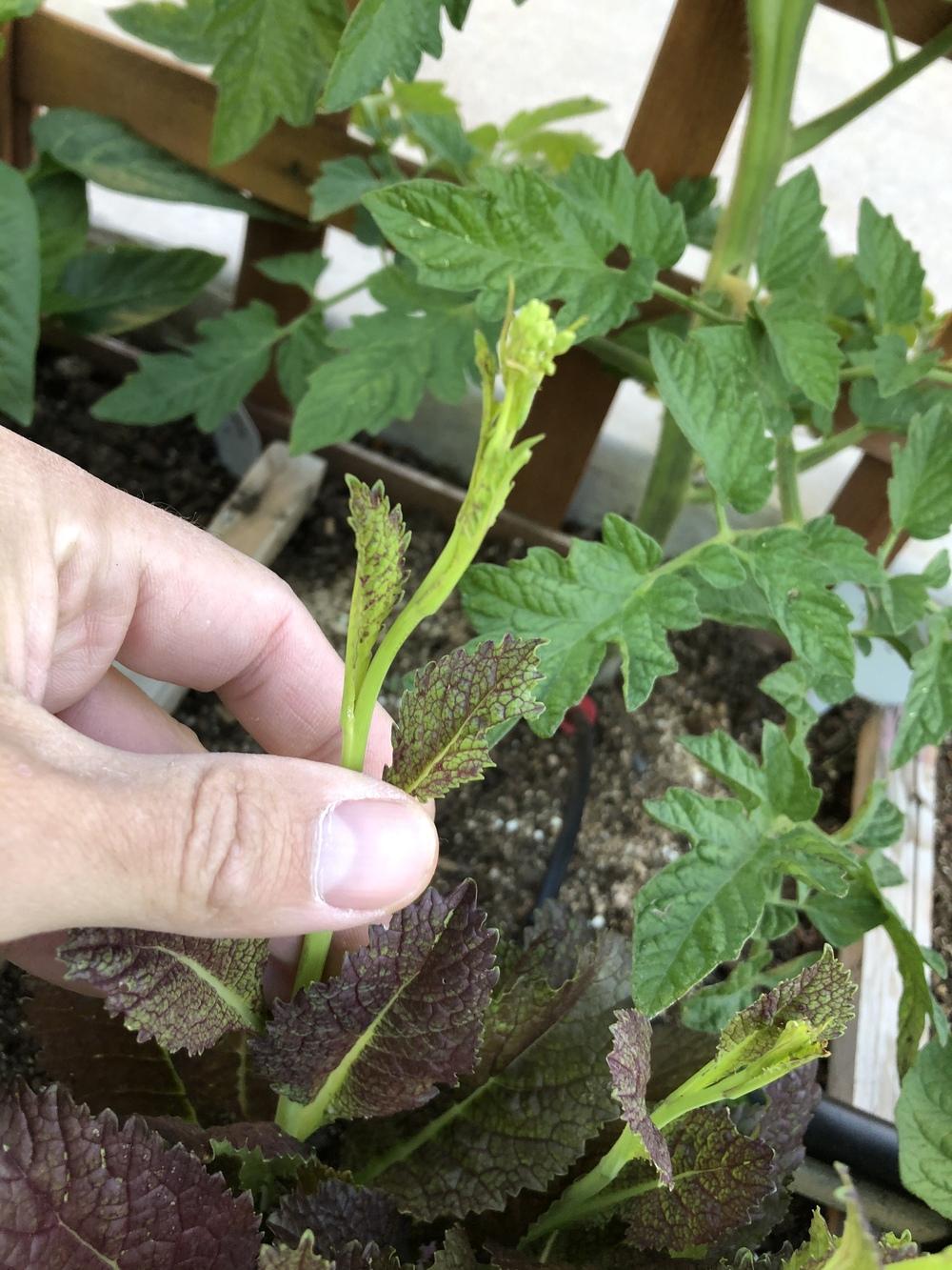 Mustard greens, bolting? in the Ask a Question forum