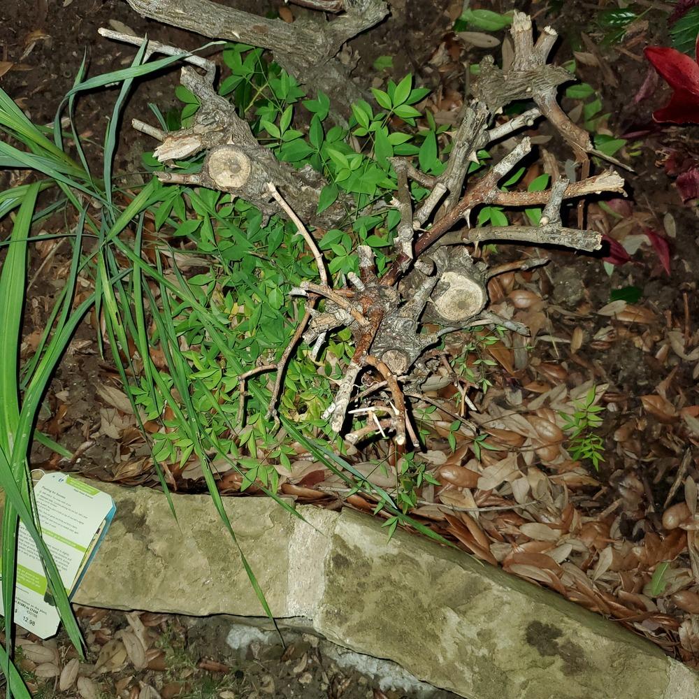 Rose dead in the Roses forum