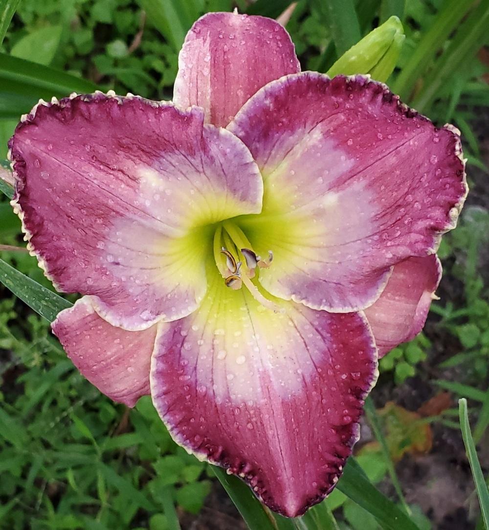 Daylily (Hemerocallis 'We're Going to See the King') in the Daylilies