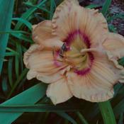 Location: Gardenfish garden Date: 2020-05-28First bloom battered by the wind