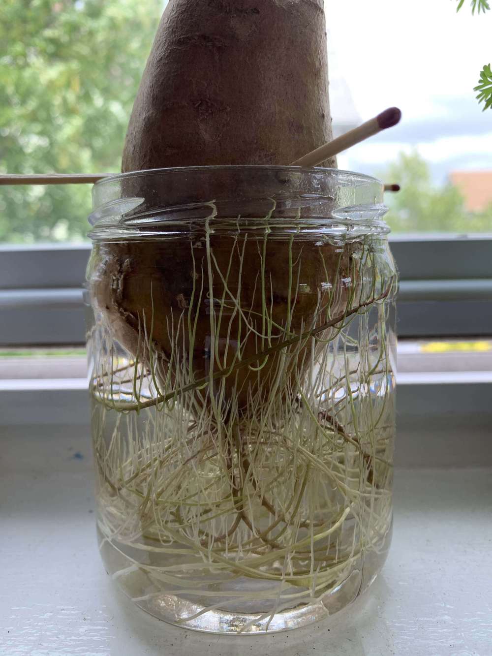 Roots growing upwards in the Ask a Question forum