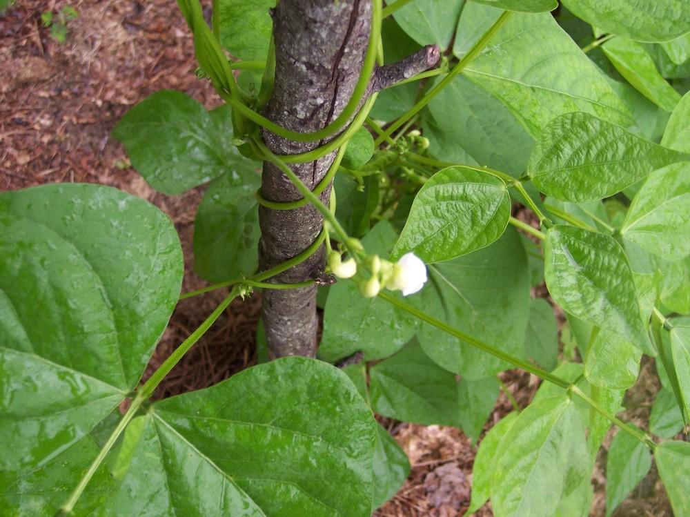 Beans Plant Care and Collection of Varieties