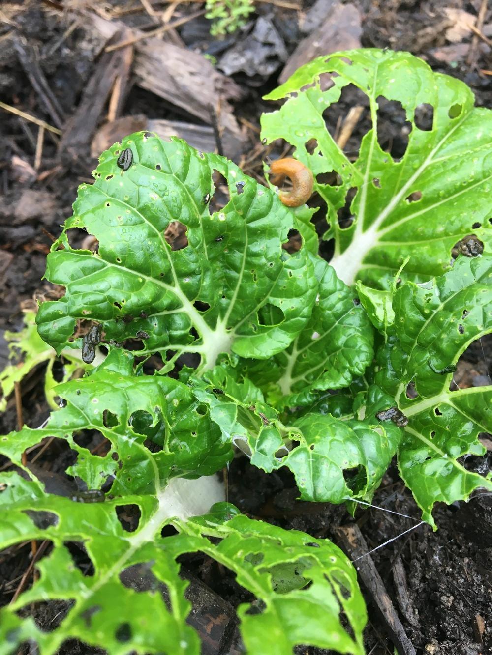 Something's been eating my bok choy in the Ask a Question forum