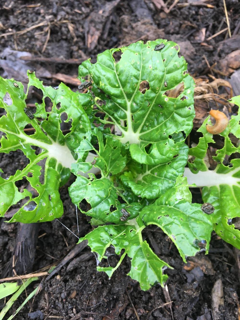 Something's been eating my bok choy in the Ask a Question forum